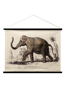 Signes Grimalt Cuadros, pinturas Lienzo Enrollable Elefante